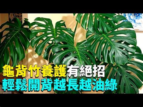 龜背芋養護|完美掌握龜背芋養護技巧，讓你的綠意盎然 – 植物盆栽綠寶典